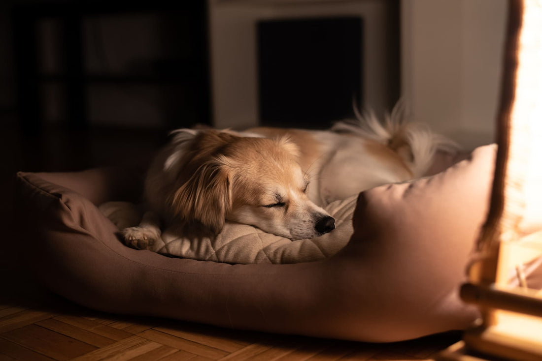 犬が寝てる写真
